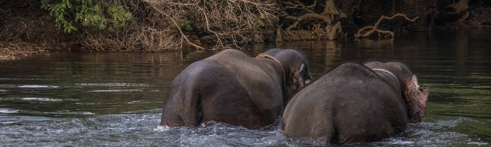 2 Best wildlife sanctuaries in Goa 