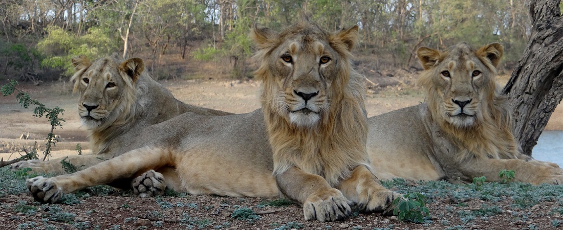 15 Best Wildlife Sanctuaries & National Parks in Gujarat