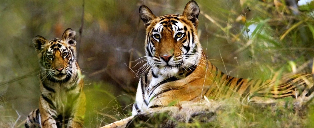 10 Best Wildlife Sanctuaries & National Parks in India