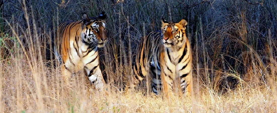 2 Best Wildlife Sanctuaries near Kanpur