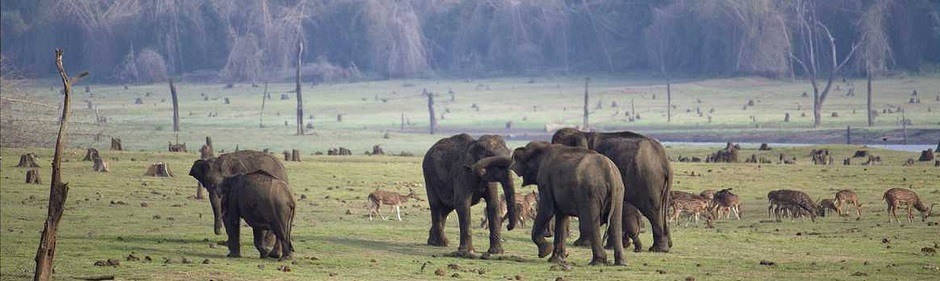 23 Best Wildlife Sanctuaries & National Parks in Karnataka