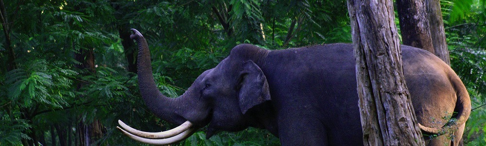 18 Best Wildlife Sanctuaries & National Parks near Mysore (2024)