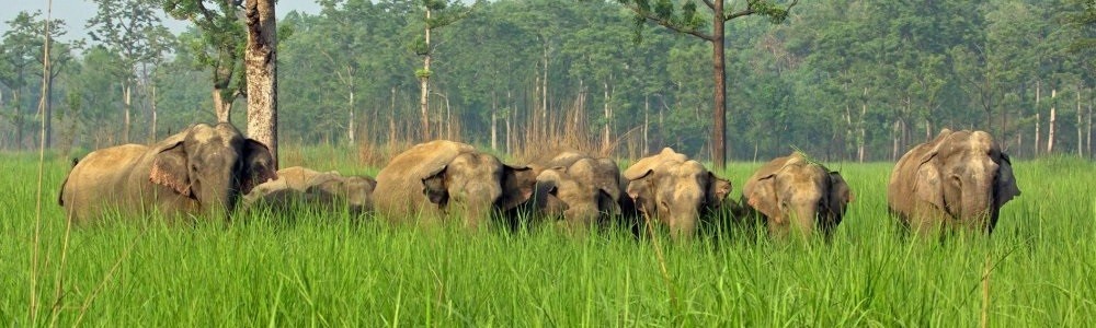 8 Best Wildlife Sanctuaries & National Parks in Uttarakhand 