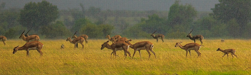 1 Best National Parks & Wildlife Sanctuaries near Vizag (Visakhapatnam)