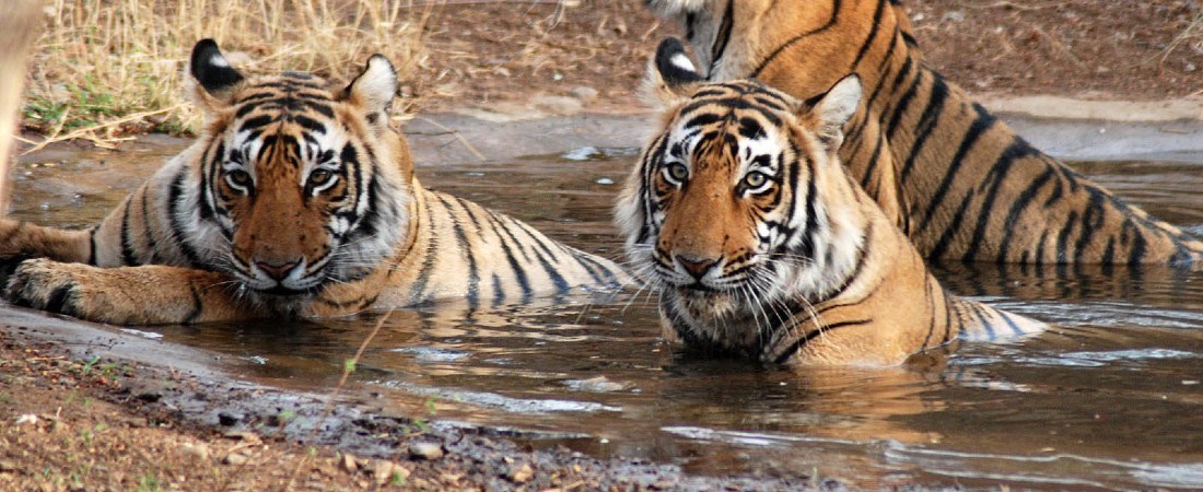 4 Best Wildlife Sanctuaries & National Parks in West Bengal