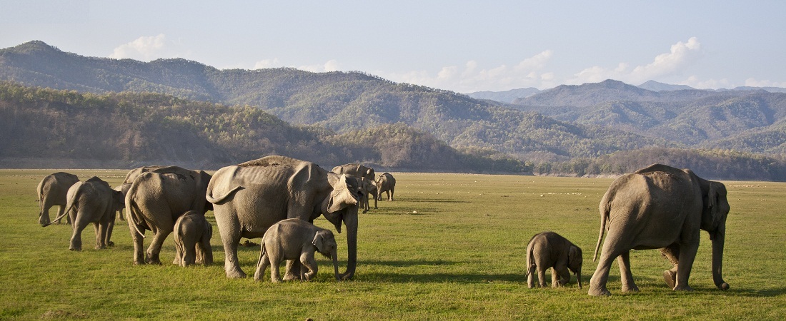 Jim Corbett National Park Tour Packages