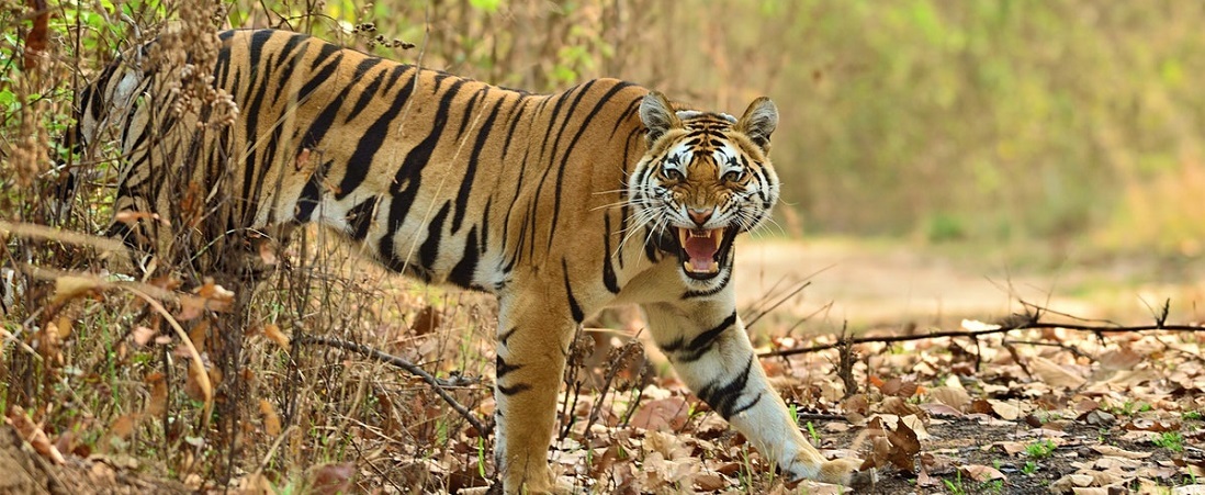 Kanha National Park Tour Packages