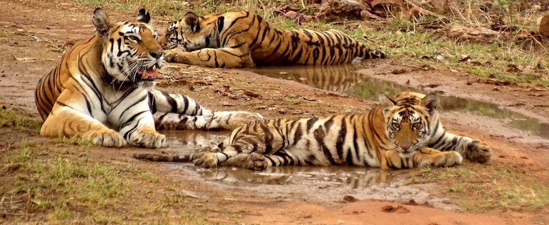 Panna National Park Tour Packages