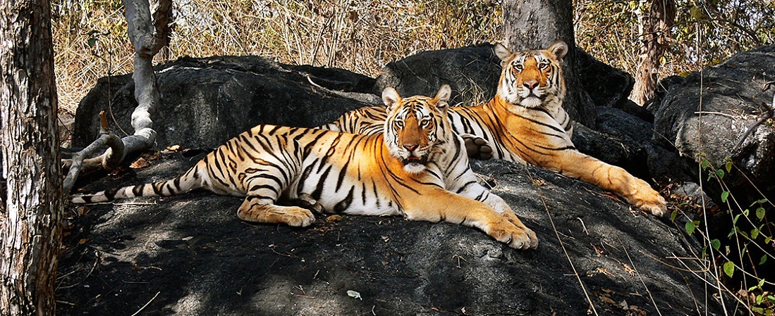 Pench National Park Tour Packages