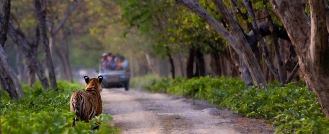 Satpura National Park Tour Packages