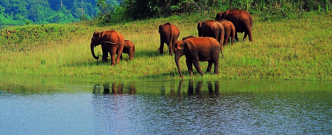 Thekkady Tour Packages