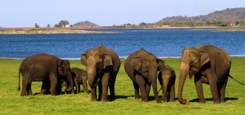Yala National Park Tour Packages